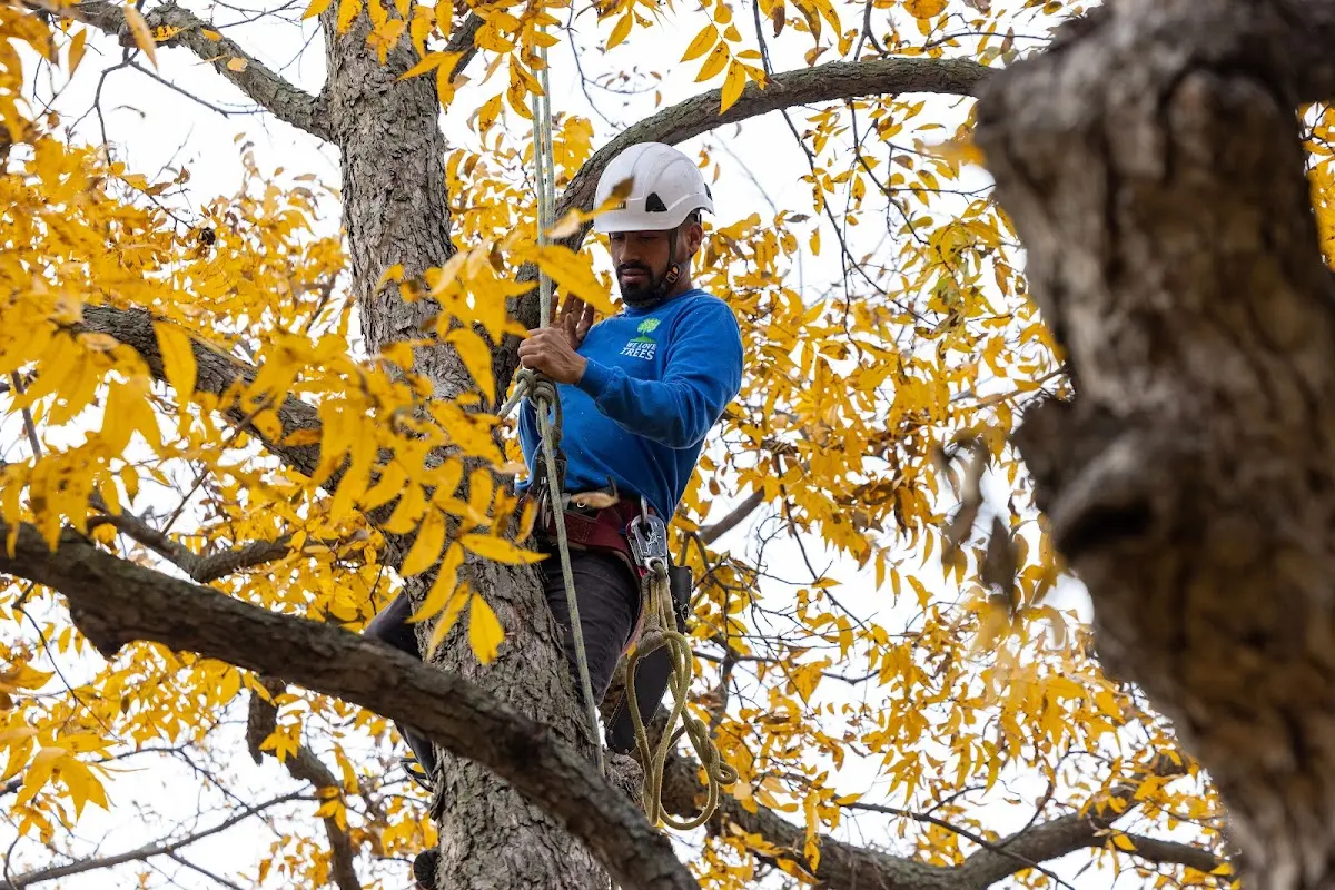 Skilled Dead Tree Removal crew working in Northville